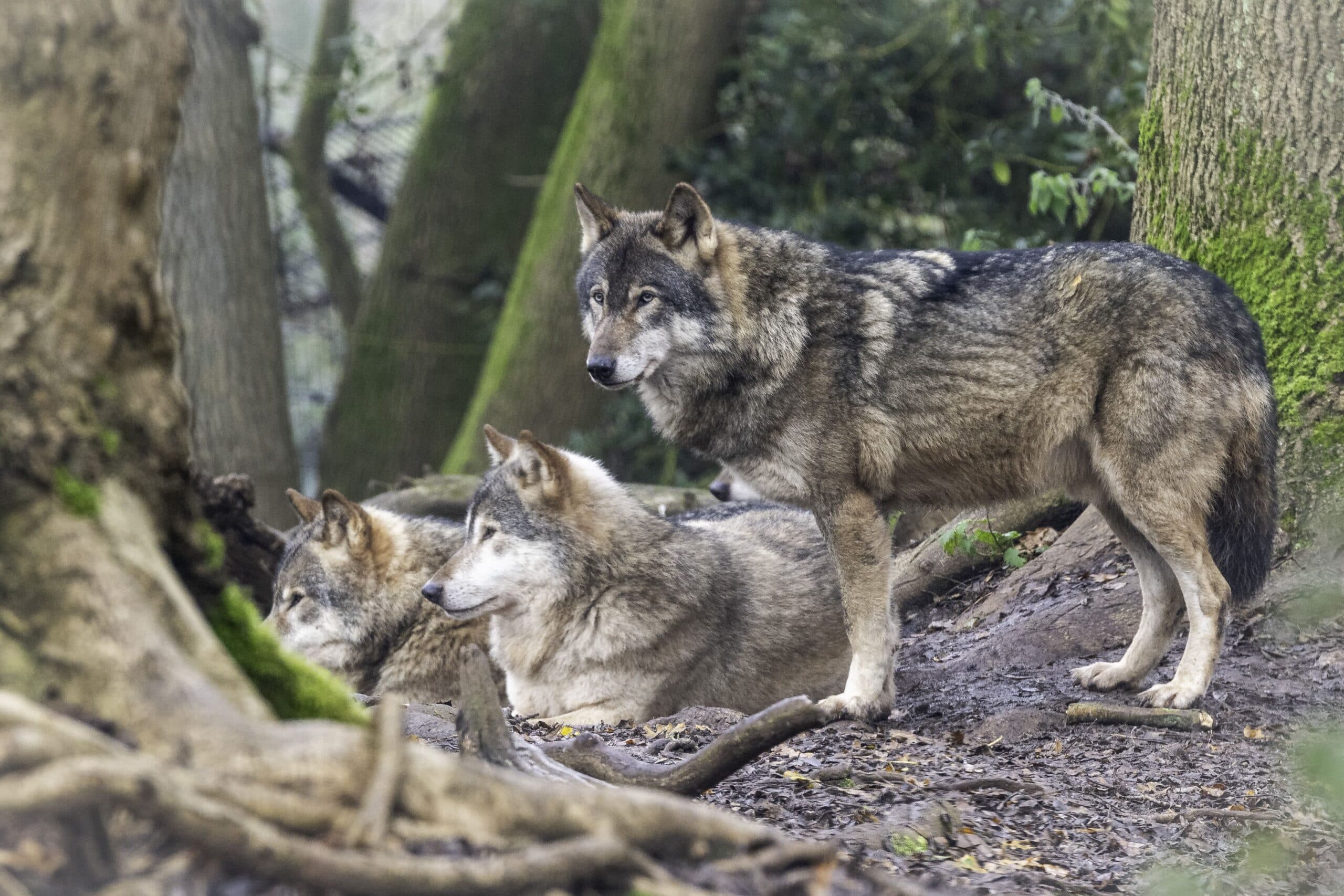 Bristol-Zoo-5-scaled