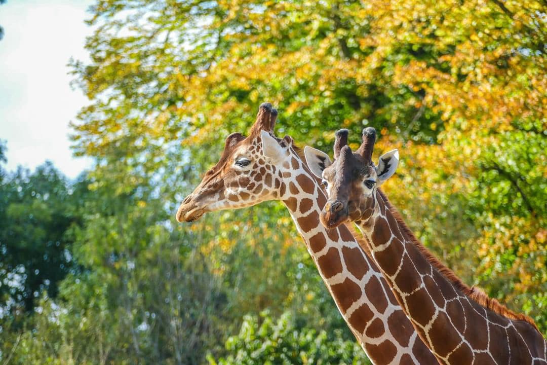 Bristol-Zoo-Project-1