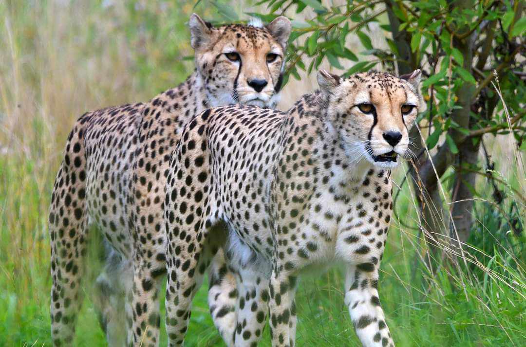 Bristol-Zoo-Project-2