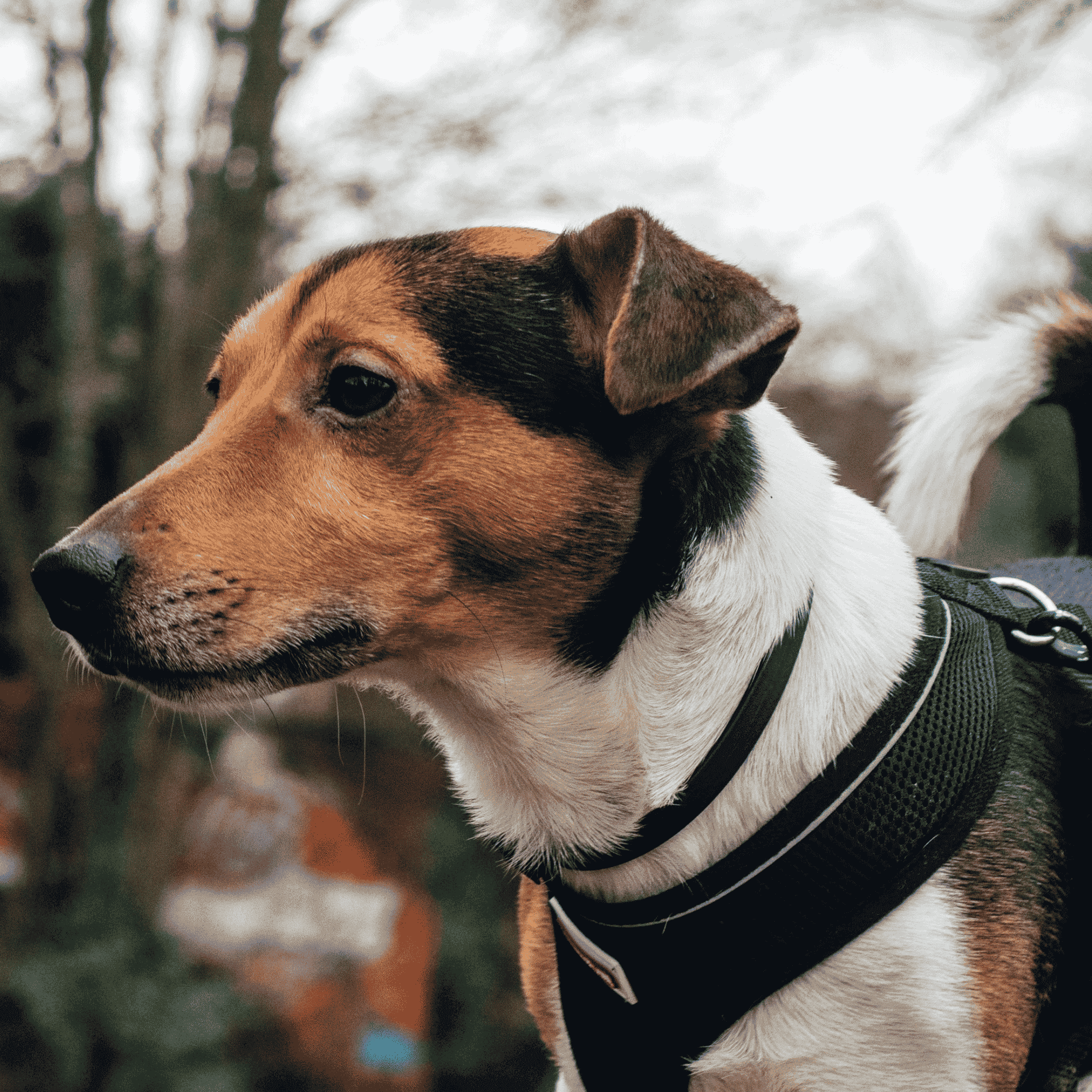 where to stay in bristol with a dog