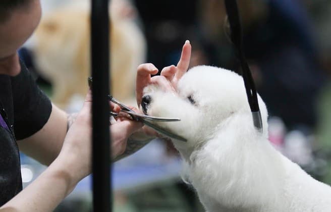 Dog-Groom-1