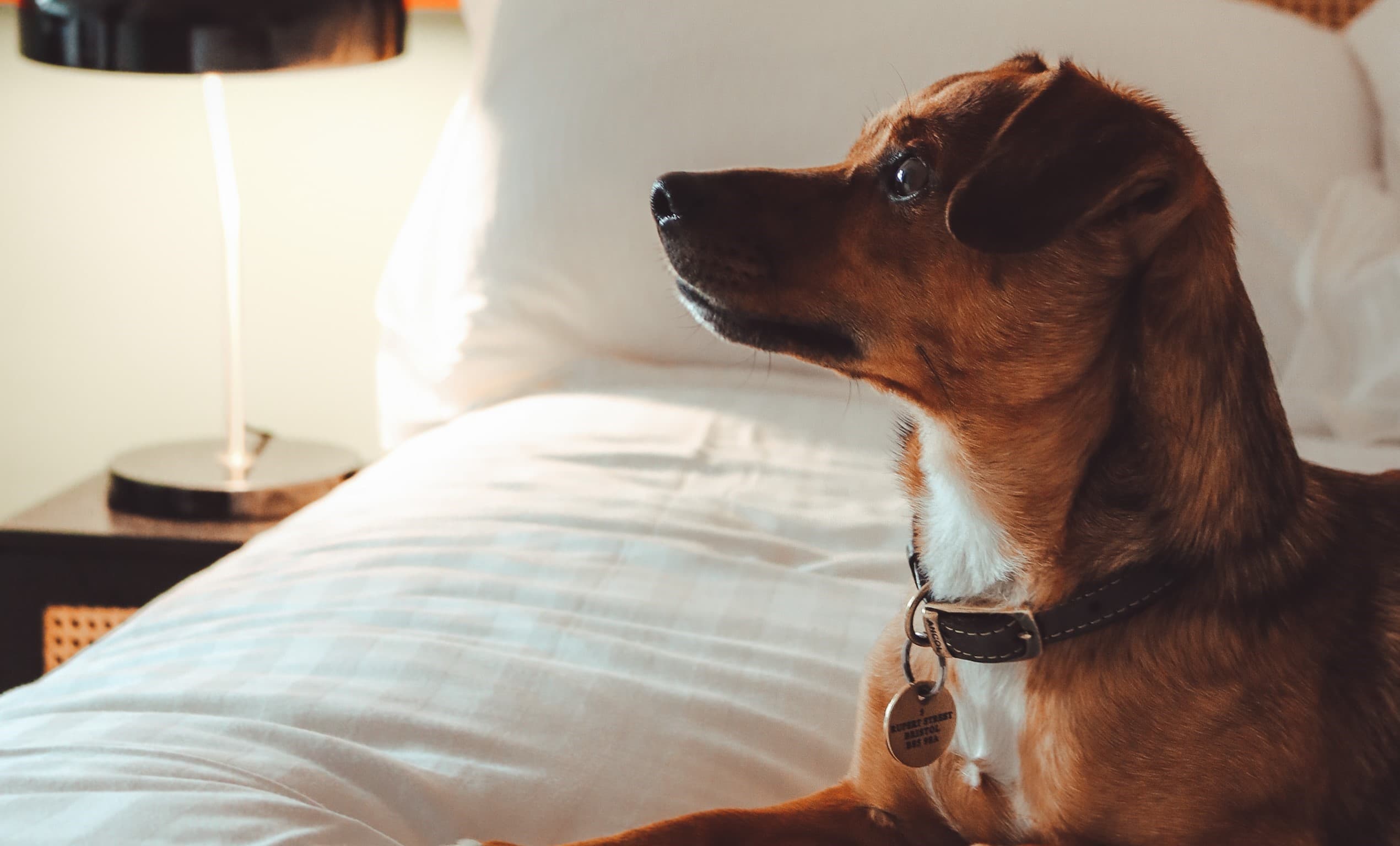 Dog-on-bed-MK-1