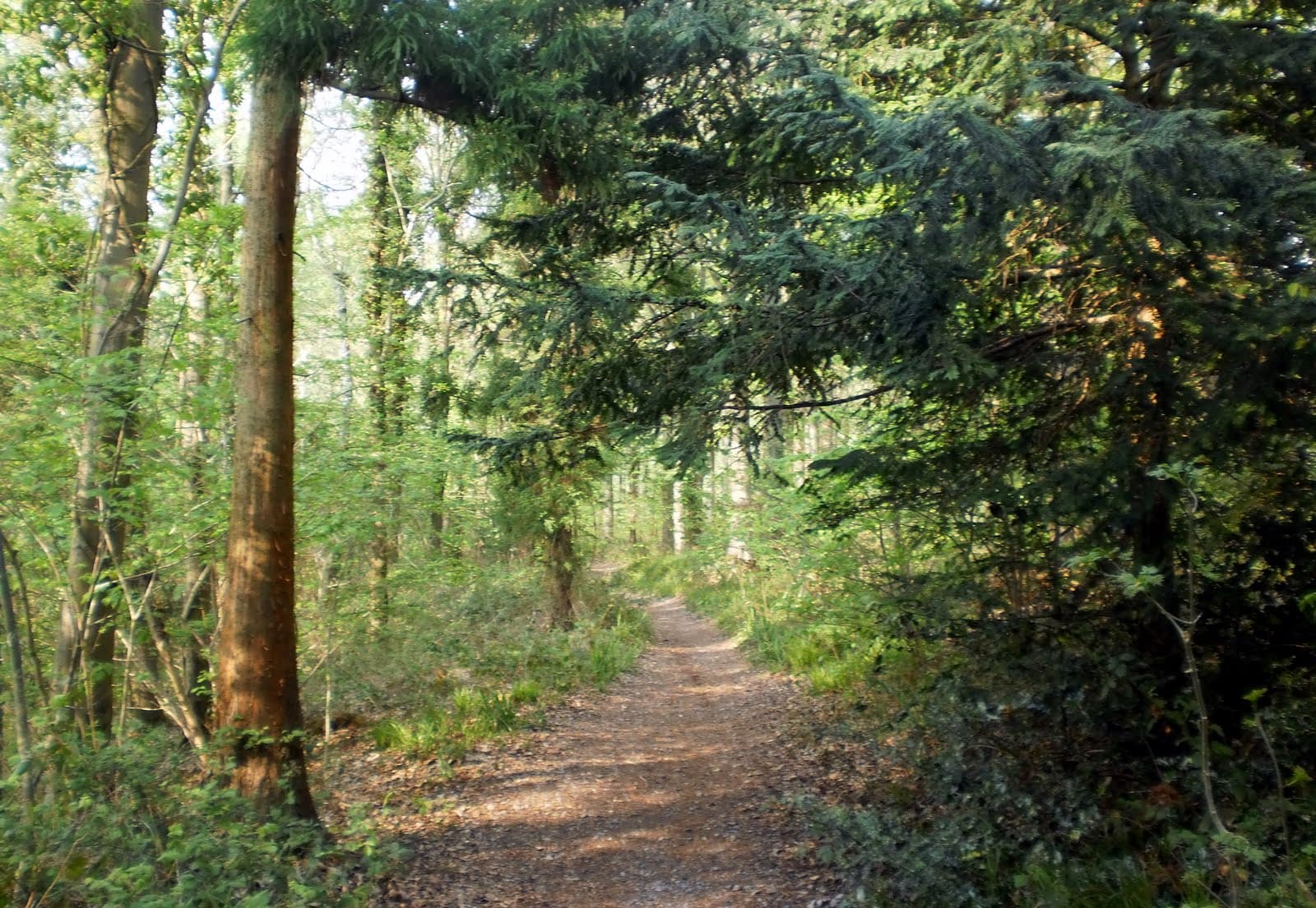 Slide Image