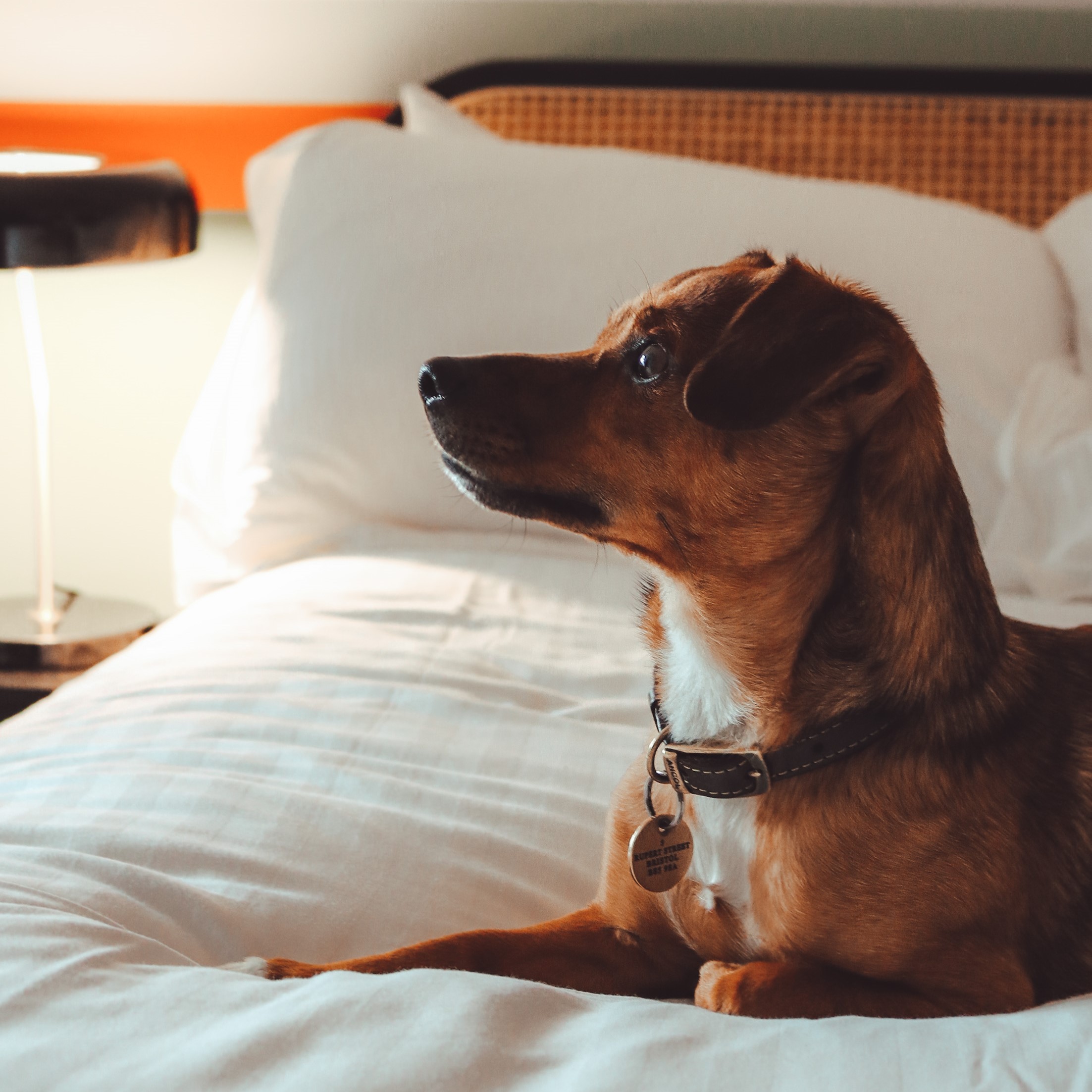 Dog on a bed